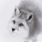 Singerfox