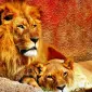 مایکَل استیوارت