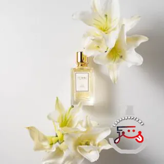 White Butterflies Terra T