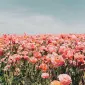 آلَند دو هزار و بیست