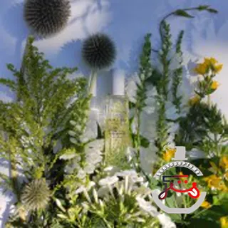 Hemlock & Bergamot Jo Malone London