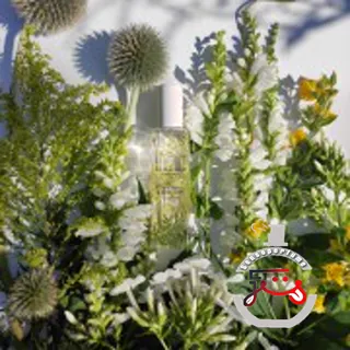 Hemlock & Bergamot Jo Malone London