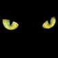 Blackcat808