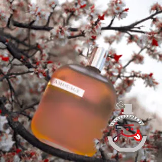 The Library Collection Opus I Amouage