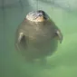 awedyssey