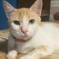 زانتوس شصت و نه