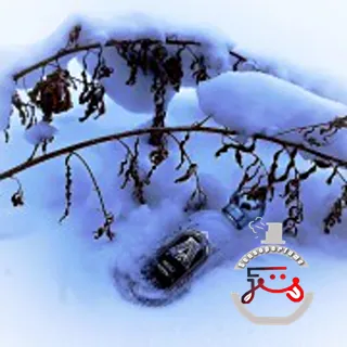 Musk Kashmir Attar Collection