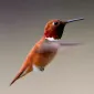 Terisnose