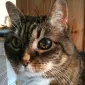 Kattmatte
