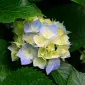flowerbombhannah