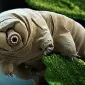 Tardigrada