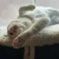 آی‌ووسلات