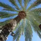 گیل چهارده