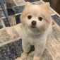 Lemonylove