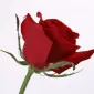 رُزِز اند اسپایسِز