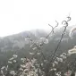 میس پیکی