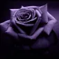 آرابین نایت