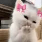 Kisunase