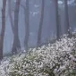 اس‌ام‌اچ یک هزار و یکصد و نود و یک