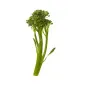 tenderstems