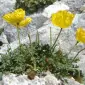 al_georgieva