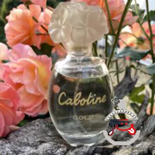Cabotine Gold Grès