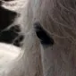 مِجِستی