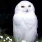 Fantasia