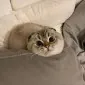 گُچوژانگ