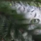 Dinkum