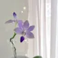 DanixFume