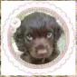 deardollie