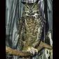 Mr.Owl