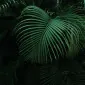 فابیانا هشتاد و نه