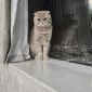 ژوکسی