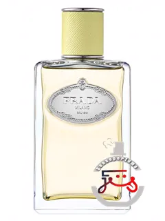 انفیوژن دو ژانژامبر پرادا | infusion de gingembre prada