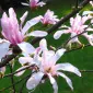 مَگنولیا اِکس اِکس