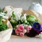 اورِیِنس