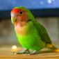 Cute Parrot