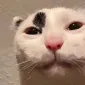 vanilie