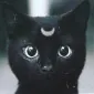 ynotmeow