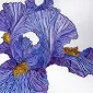 BeardedIris