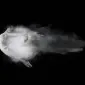 لارا نه پنج پنج