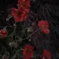 میرورگاست