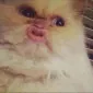 Glue