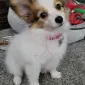 snobaybe