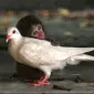 lillasheeba