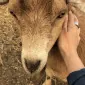 shmellow