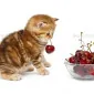Cherry kitten
