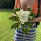 Lagmagnolia